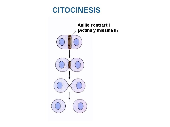 CITOCINESIS Anillo contractil (Actina y miosina II) CITOCINESIS Anillo contractil (Actina y miosina II)