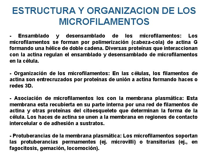 ESTRUCTURA Y ORGANIZACION DE LOS MICROFILAMENTOS - Ensamblado y desensamblado de los microfilamentos: Los ESTRUCTURA Y ORGANIZACION DE LOS MICROFILAMENTOS - Ensamblado y desensamblado de los microfilamentos: Los
