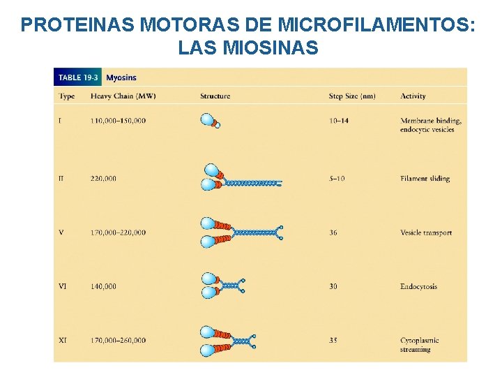 PROTEINAS MOTORAS DE MICROFILAMENTOS: LAS MIOSINAS PROTEINAS MOTORAS DE MICROFILAMENTOS: LAS MIOSINAS