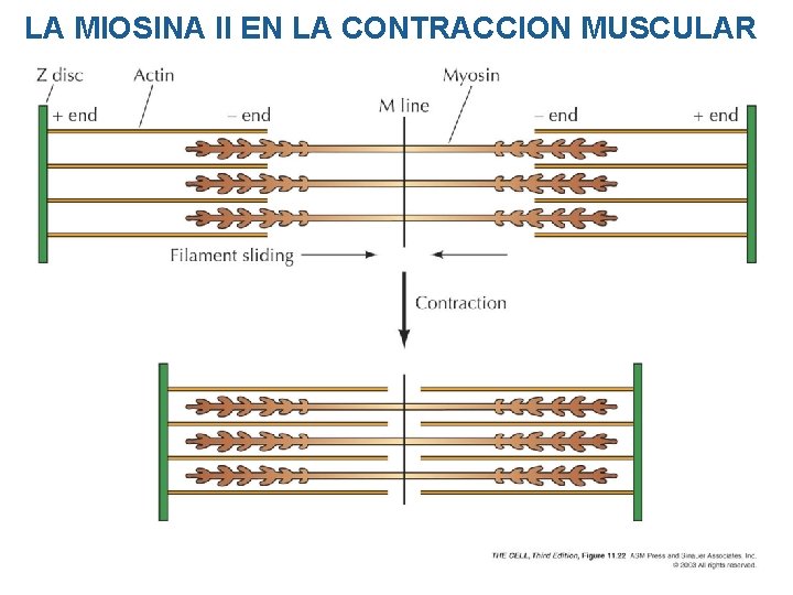 LA MIOSINA II EN LA CONTRACCION MUSCULAR LA MIOSINA II EN LA CONTRACCION MUSCULAR