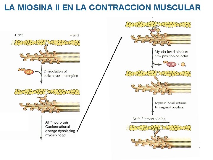 LA MIOSINA II EN LA CONTRACCION MUSCULAR LA MIOSINA II EN LA CONTRACCION MUSCULAR