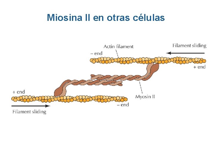 Miosina II en otras células Miosina II en otras células