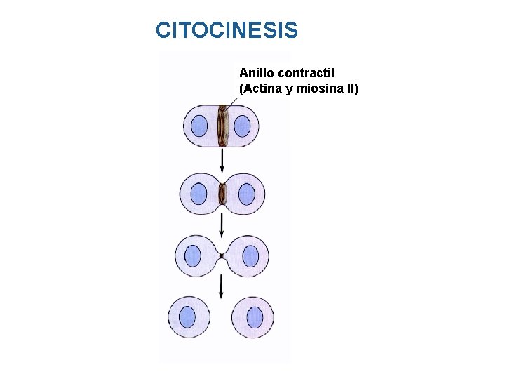 CITOCINESIS Anillo contractil (Actina y miosina II) CITOCINESIS Anillo contractil (Actina y miosina II)