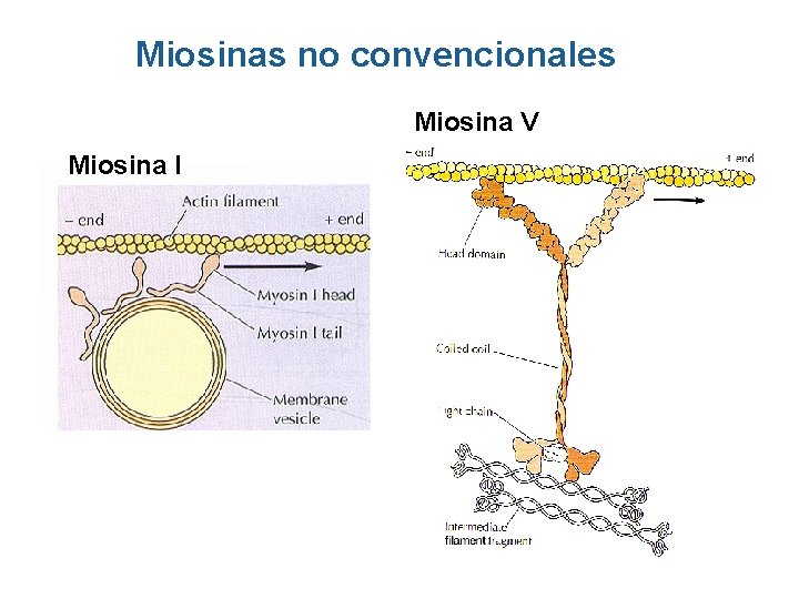 Miosinas no convencionales Miosina V Miosina I Miosinas no convencionales Miosina V Miosina I