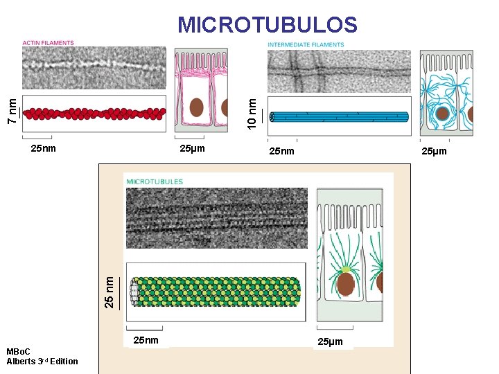7 nm 10 nm MICROTUBULOS 25µm 25 nm 25µm 25 nm 25 nm MBo. 7 nm 10 nm MICROTUBULOS 25µm 25 nm 25µm 25 nm 25 nm MBo.