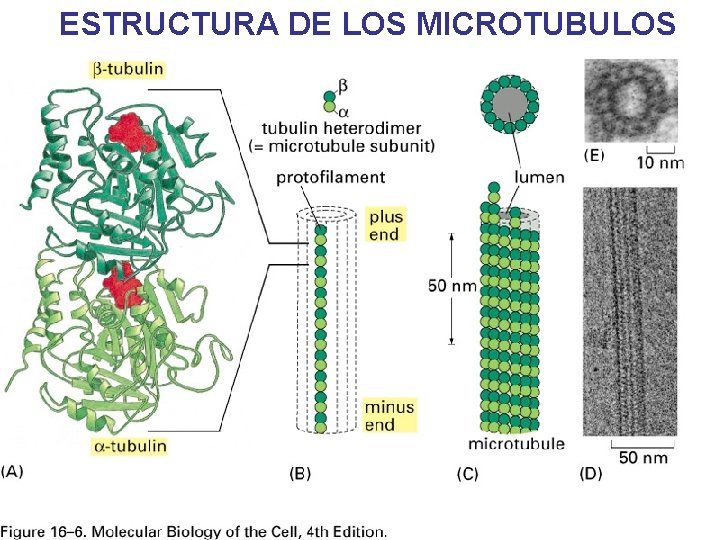 ESTRUCTURA DE LOS MICROTUBULOS ESTRUCTURA DE LOS MICROTUBULOS