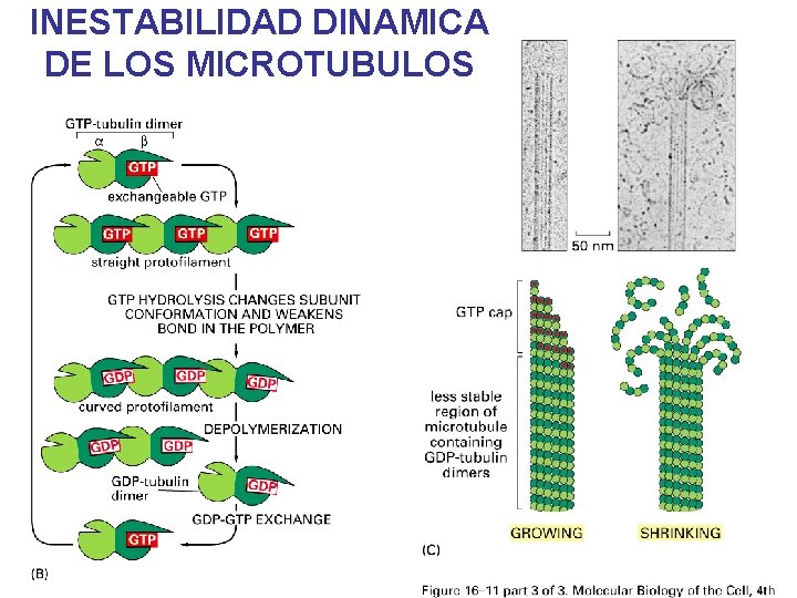 INESTABILIDAD DINAMICA DE LOS MICROTUBULOS INESTABILIDAD DINAMICA DE LOS MICROTUBULOS
