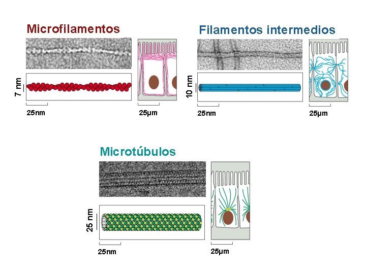 Microfilamentos 7 nm 10 nm Filamentos intermedios 25 nm 25µm 25 nm 25 nm Microfilamentos 7 nm 10 nm Filamentos intermedios 25 nm 25µm 25 nm 25 nm