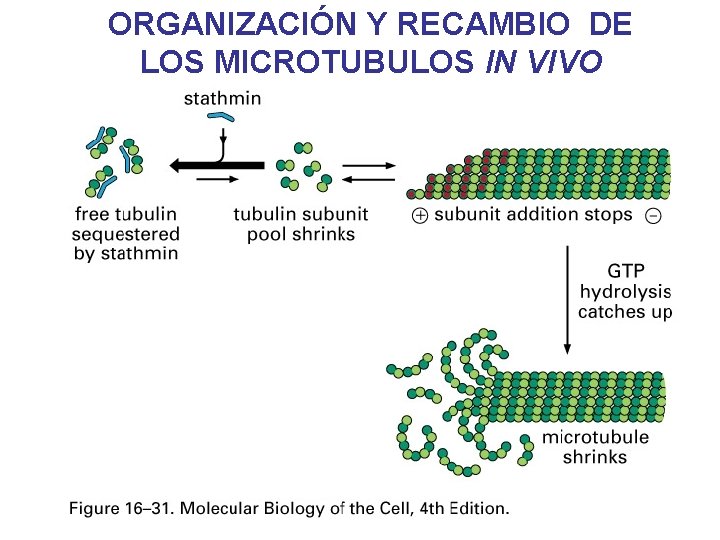 ORGANIZACIÓN Y RECAMBIO DE LOS MICROTUBULOS IN VIVO ORGANIZACIÓN Y RECAMBIO DE LOS MICROTUBULOS IN VIVO