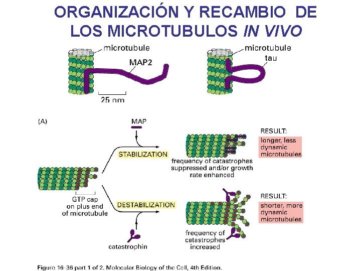 ORGANIZACIÓN Y RECAMBIO DE LOS MICROTUBULOS IN VIVO ORGANIZACIÓN Y RECAMBIO DE LOS MICROTUBULOS IN VIVO