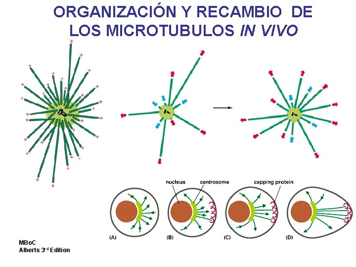 ORGANIZACIÓN Y RECAMBIO DE LOS MICROTUBULOS IN VIVO MBo. C Alberts 3 rd Edition ORGANIZACIÓN Y RECAMBIO DE LOS MICROTUBULOS IN VIVO MBo. C Alberts 3 rd Edition