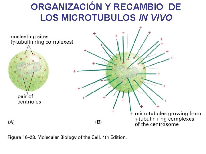 ORGANIZACIÓN Y RECAMBIO DE LOS MICROTUBULOS IN VIVO ORGANIZACIÓN Y RECAMBIO DE LOS MICROTUBULOS IN VIVO