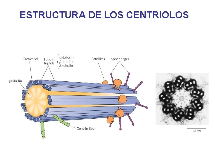 ESTRUCTURA DE LOS CENTRIOLOS ESTRUCTURA DE LOS CENTRIOLOS