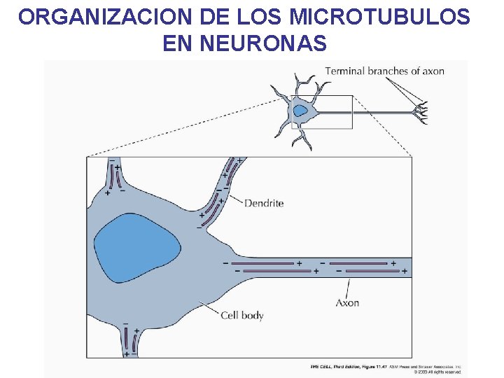 ORGANIZACION DE LOS MICROTUBULOS EN NEURONAS ORGANIZACION DE LOS MICROTUBULOS EN NEURONAS