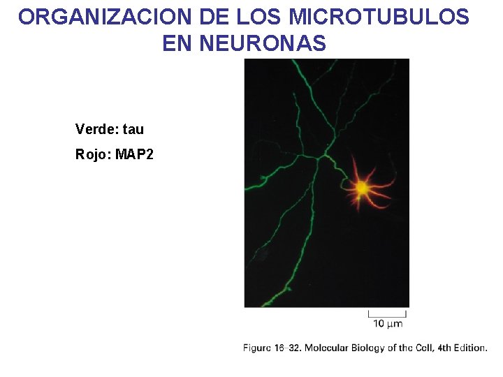 ORGANIZACION DE LOS MICROTUBULOS EN NEURONAS Verde: tau Rojo: MAP 2 ORGANIZACION DE LOS MICROTUBULOS EN NEURONAS Verde: tau Rojo: MAP 2