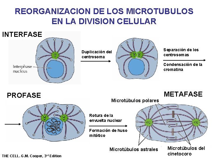 REORGANIZACION DE LOS MICROTUBULOS EN LA DIVISION CELULAR INTERFASE Duplicación del centrosoma Separación de REORGANIZACION DE LOS MICROTUBULOS EN LA DIVISION CELULAR INTERFASE Duplicación del centrosoma Separación de