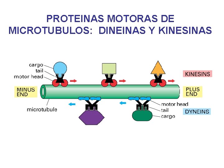 PROTEINAS MOTORAS DE MICROTUBULOS: DINEINAS Y KINESINAS PROTEINAS MOTORAS DE MICROTUBULOS: DINEINAS Y KINESINAS