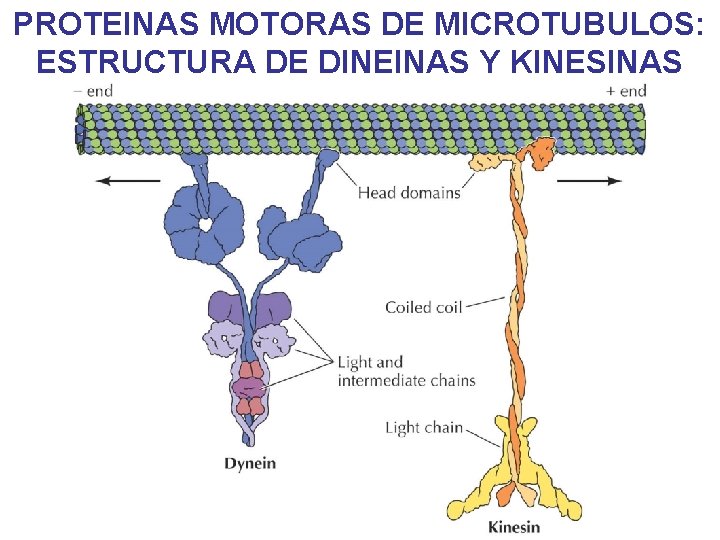 PROTEINAS MOTORAS DE MICROTUBULOS: ESTRUCTURA DE DINEINAS Y KINESINAS PROTEINAS MOTORAS DE MICROTUBULOS: ESTRUCTURA DE DINEINAS Y KINESINAS