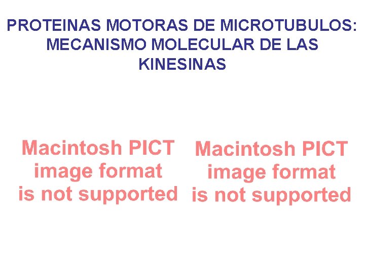 PROTEINAS MOTORAS DE MICROTUBULOS: MECANISMO MOLECULAR DE LAS KINESINAS PROTEINAS MOTORAS DE MICROTUBULOS: MECANISMO MOLECULAR DE LAS KINESINAS