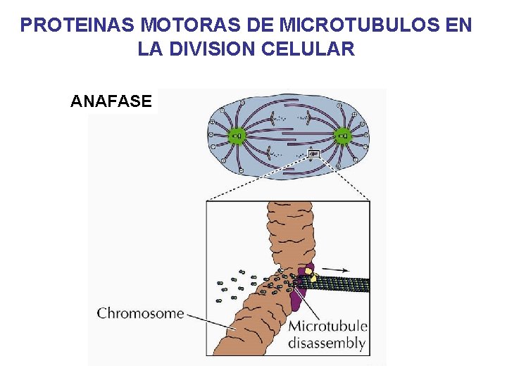 PROTEINAS MOTORAS DE MICROTUBULOS EN LA DIVISION CELULAR ANAFASE PROTEINAS MOTORAS DE MICROTUBULOS EN LA DIVISION CELULAR ANAFASE