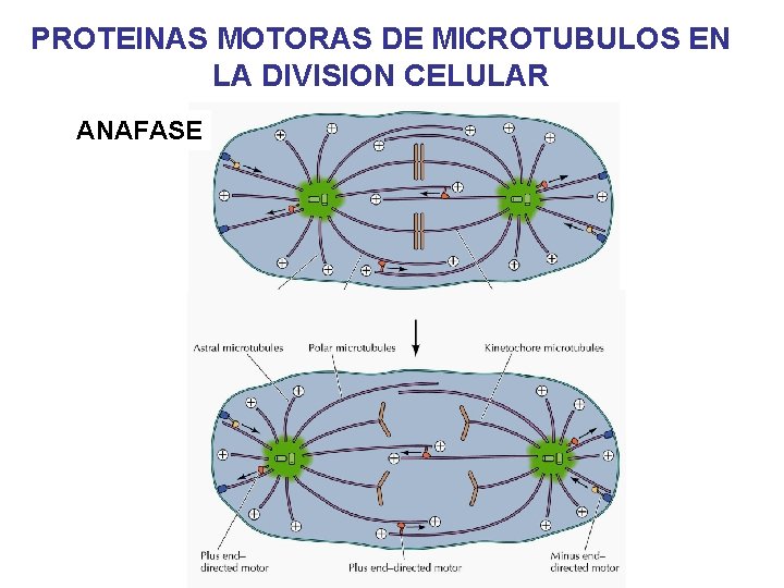 PROTEINAS MOTORAS DE MICROTUBULOS EN LA DIVISION CELULAR ANAFASE PROTEINAS MOTORAS DE MICROTUBULOS EN LA DIVISION CELULAR ANAFASE