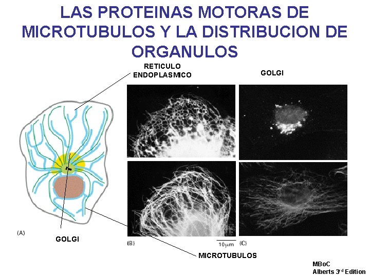 LAS PROTEINAS MOTORAS DE MICROTUBULOS Y LA DISTRIBUCION DE ORGANULOS RETICULO ENDOPLASMICO GOLGI MICROTUBULOS LAS PROTEINAS MOTORAS DE MICROTUBULOS Y LA DISTRIBUCION DE ORGANULOS RETICULO ENDOPLASMICO GOLGI MICROTUBULOS