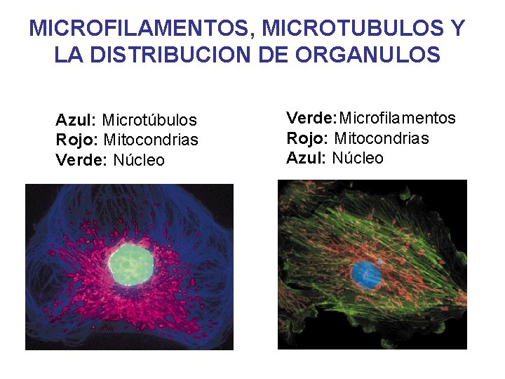 MICROFILAMENTOS, MICROTUBULOS Y LA DISTRIBUCION DE ORGANULOS Azul: Microtúbulos Rojo: Mitocondrias Verde: Núcleo Verde: MICROFILAMENTOS, MICROTUBULOS Y LA DISTRIBUCION DE ORGANULOS Azul: Microtúbulos Rojo: Mitocondrias Verde: Núcleo Verde: