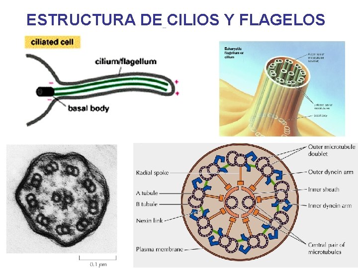 ESTRUCTURA DE CILIOS Y FLAGELOS ESTRUCTURA DE CILIOS Y FLAGELOS