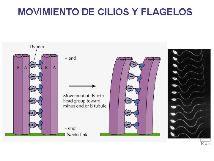 MOVIMIENTO DE CILIOS Y FLAGELOS MOVIMIENTO DE CILIOS Y FLAGELOS