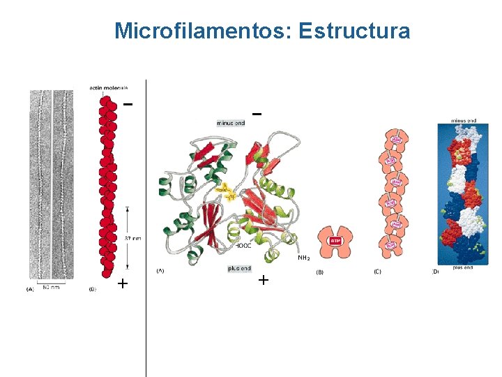Microfilamentos: Estructura –- + – + Microfilamentos: Estructura –- + – +