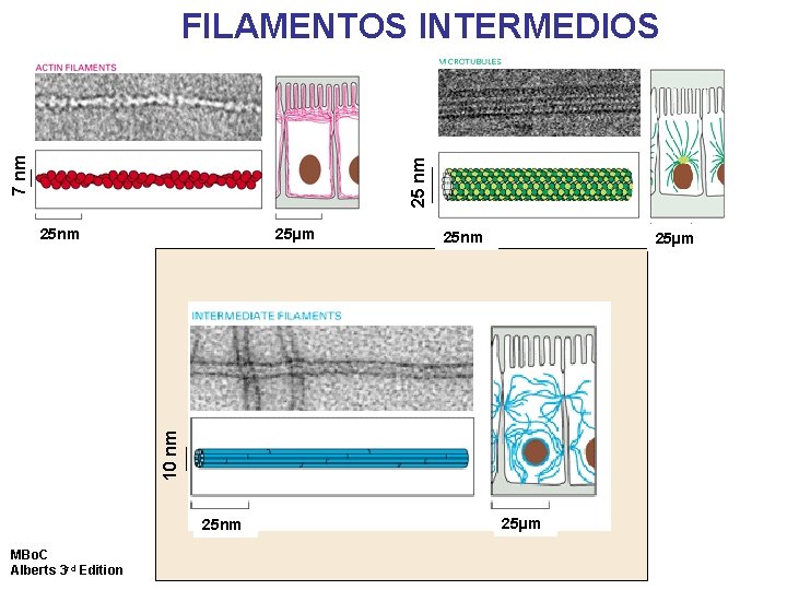 25 nm 7 nm FILAMENTOS INTERMEDIOS 25µm 25 nm 25µm 10 nm 25 nm 25 nm 7 nm FILAMENTOS INTERMEDIOS 25µm 25 nm 25µm 10 nm 25 nm