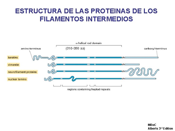 ESTRUCTURA DE LAS PROTEINAS DE LOS FILAMENTOS INTERMEDIOS (310 -350 aa) MBo. C Alberts ESTRUCTURA DE LAS PROTEINAS DE LOS FILAMENTOS INTERMEDIOS (310 -350 aa) MBo. C Alberts