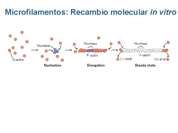 Microfilamentos: Recambio molecular in vitro Microfilamentos: Recambio molecular in vitro