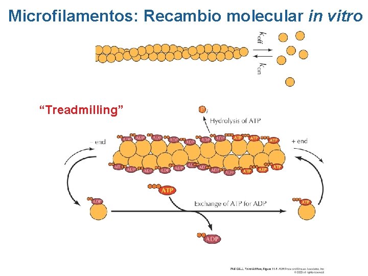 Microfilamentos: Recambio molecular in vitro “Treadmilling” Microfilamentos: Recambio molecular in vitro “Treadmilling”