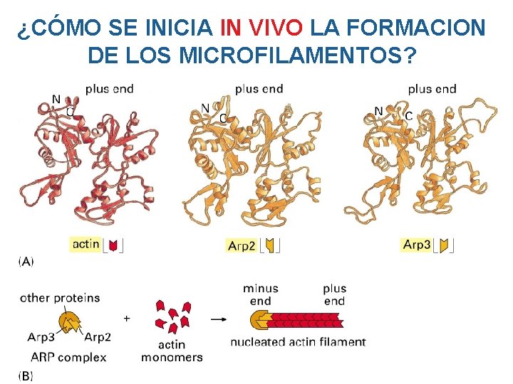 ¿CÓMO SE INICIA IN VIVO LA FORMACION DE LOS MICROFILAMENTOS? ¿CÓMO SE INICIA IN VIVO LA FORMACION DE LOS MICROFILAMENTOS?