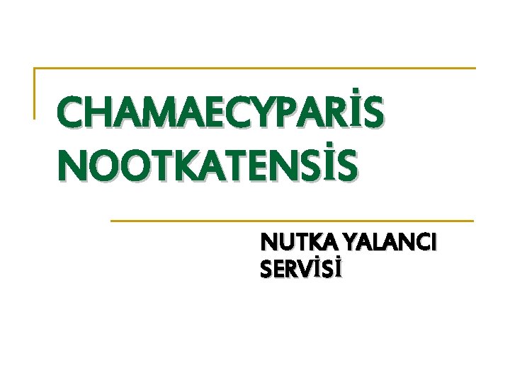 CHAMAECYPARİS NOOTKATENSİS NUTKA YALANCI SERVİSİ 