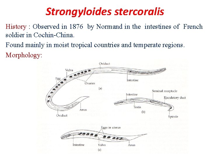 Strongyloides stercoralis History : Observed in 1876 by Normand in the intestines of French