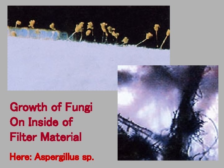  Growth of Fungi On Inside of Filter Material Here: Aspergillus sp. 