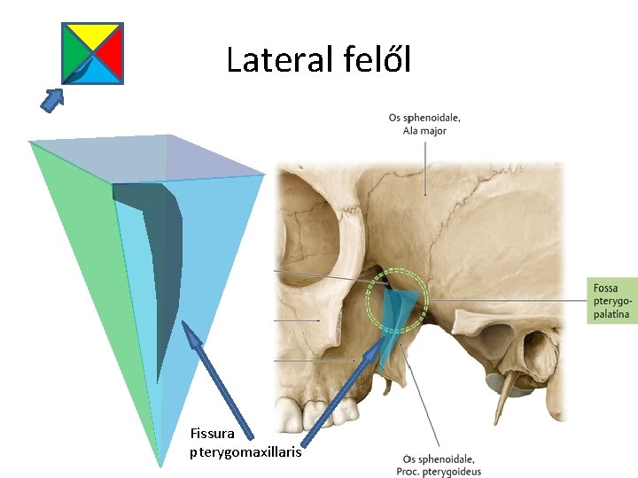 Lateral felől Fissura pterygomaxillaris 