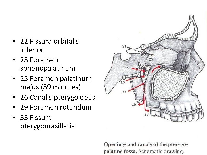  • 22 Fissura orbitalis inferior • 23 Foramen sphenopalatinum • 25 Foramen palatinum