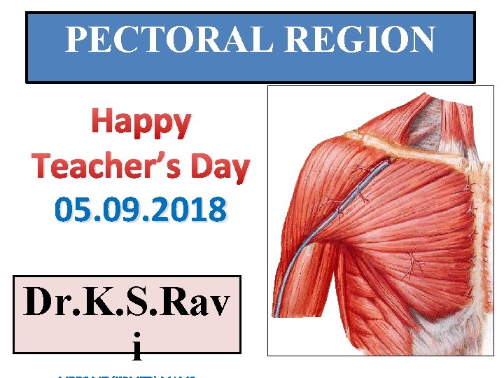 PECTORAL REGION Happy Teacher’s Day 05. 09. 2018 Dr. K. S. Rav i 