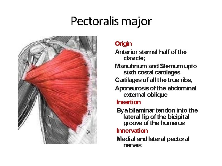 Pectoralis major Origin Anterior sternal half of the clavicle; Manubrium and Sternum upto sixth