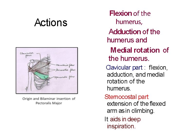 Actions Flexion of the humerus, Adduction of the humerus and Medial rotation of the