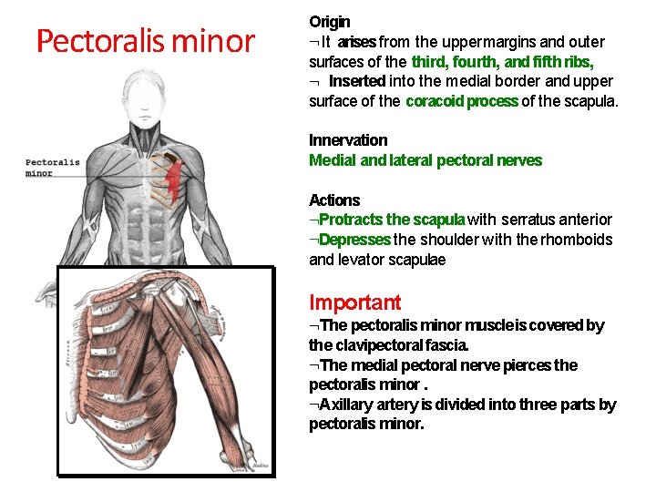 Pectoralis minor Origin It arises from the upper margins and outer surfaces of the