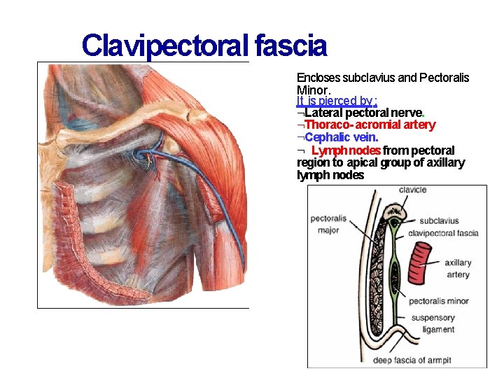 Clavipectoral fascia Encloses subclavius and Pectoralis Minor. It is pierced by : Lateral pectoral
