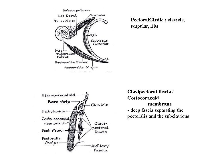 Pectoral. Girdle : clavicle, scapular, ribs Clavipectoral fascia / Costocoracoid membrane - deep fascia