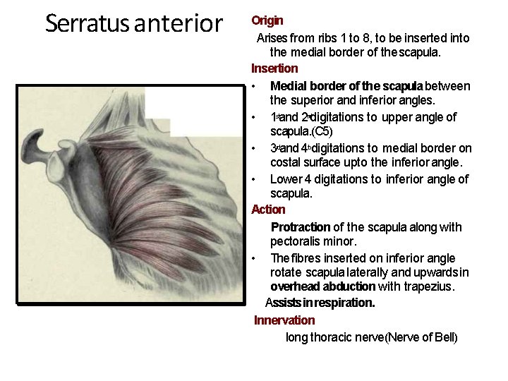 Serratus anterior Origin Arises from ribs 1 to 8, to be inserted into the