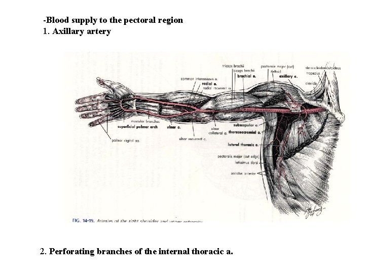 -Blood supply to the pectoral region 1. Axillary artery 2. Perforating branches of the