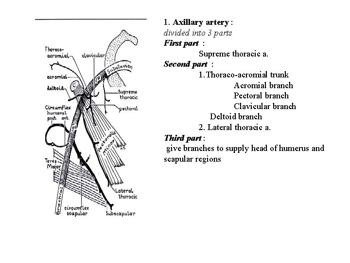 1. Axillary artery : divided into 3 parts First part : Supreme thoracic a.