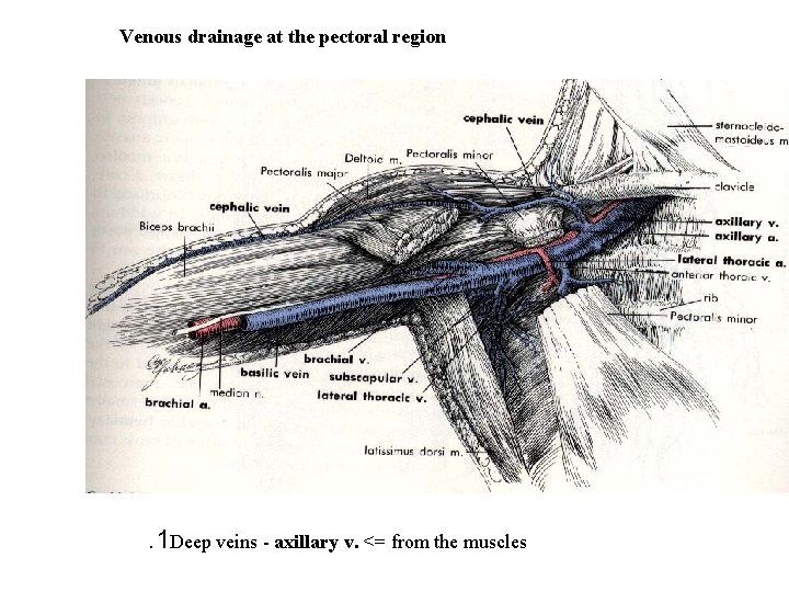 Venous drainage at the pectoral region . 1 Deep veins - axillary v. <=